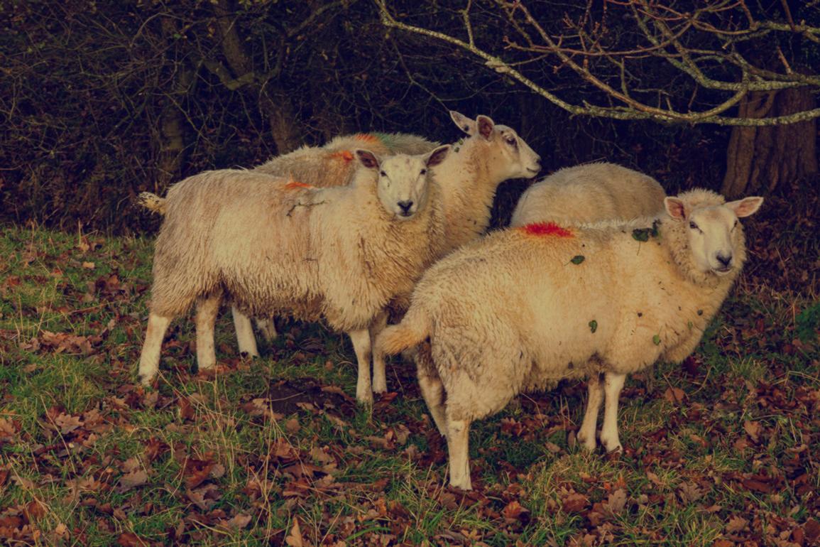 6 tips for farms to get ready for the EU’s Corporate Sustainability Reporting Directive 